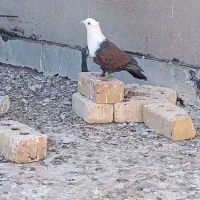 کلاغ کاکلی|پرنده|تربتحیدریه, مظفریه|دیوار