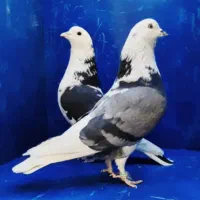 کبوتر با این کیفیت گنجه بر