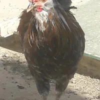 فروش خروس