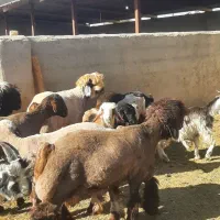 کهره شاخ جفت و بره جنس دار بذری (تخمی)|حیوانات مزرعه|شیراز, کوشک بیدک|دیوار
