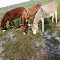 سه عدد الاغ