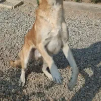 فروش سگ سرابی اصیل