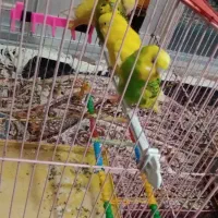 سلام ۷ عدد  مرغ عشق  بفروش میرسد