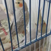 عروس هلندی خوشگل|پرنده|چنگ الماسی, |دیوار