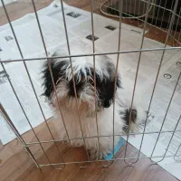 شیتزو سوپر فلت تری کالر