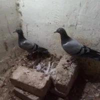 کبوتر کیلومتری