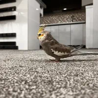 عروس هلندی|پرنده|رامهرمز, |دیوار