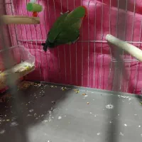 طوطی بریزلی ماده فروشی