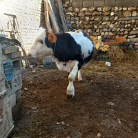 گوساله نر سیمینتال|حیوانات مزرعه|سیلوانه, |دیوار