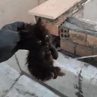 واگذاری رایگان گربه