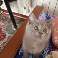 بچه گربه اسکاتیش|گربه|کرمان, |دیوار