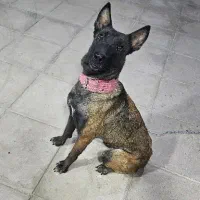 مالینویز ماده