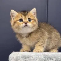 بچه گربه های خوشگل و خاص