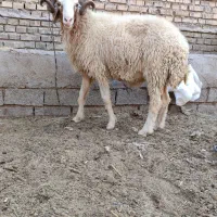 حروف جنی|حیوانات مزرعه|اهواز, ۲۰۰دستگاه|دیوار