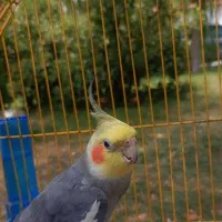 عروس هلندی نر سخنگو