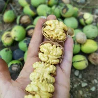 فروش گردو عمده با پوست سبز