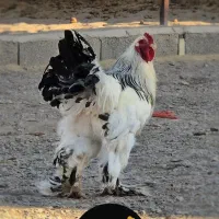 تخم نطفه دار برهما اصیل|حیوانات مزرعه|یزد, |دیوار