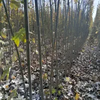 انواع نهال صنوبر یکساله ودوساله در نهالستان غرب|خدمات باغبانی و درختکاری|بانه, |دیوار