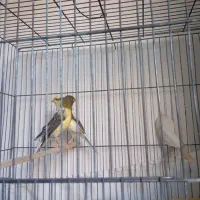 چهارعدد قناری