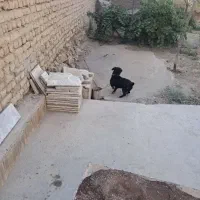 سگ پاکوتاه|سگ|اسحاق آباد, |دیوار