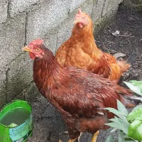 فروش خروس محلی به صورت تکی و عمده|حیوانات مزرعه|امامزاده عبدالله, |دیوار