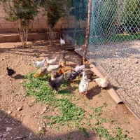 مرغ فروش تخم گذار