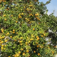 فروش پرتقال محلی و تامسون لیمو شیرین|خوردنی و آشامیدنی|آستانه اشرفیه, |دیوار