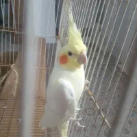 عروس هلندی