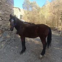 اسب کورد|اسب و تجهیزات اسب‌سواری|سرشیو, |دیوار