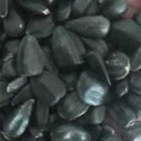 تامین کننده تخمه کدو آفتاب روغنی و آجیلی  کانادایی