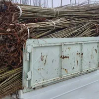 نهال صنوبرنیگرااصل|خدمات باغبانی و درختکاری|ماکو, |دیوار