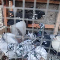 کبوتر ارزان جم|پرنده|جم, |دیوار