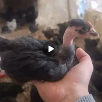 جوجه سیاه