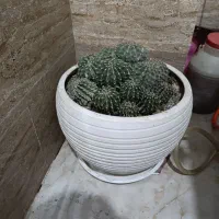 گل کاکتوس|گل و گیاه طبیعی|شاهدشهر, |دیوار