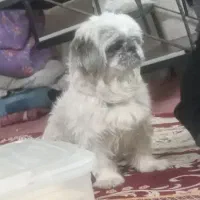 واگذاری شیتزو