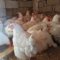 مرغ مادر|حیوانات مزرعه|اشنویه, |دیوار