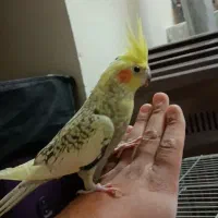 معاوضه عروس هلندی با کبوتر