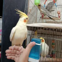 عروس هلندی دستی