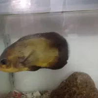 ماهی اسکار|ماهی|ایرانشهر, |دیوار