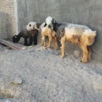 میش و بره