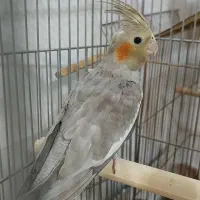 دو عدد عروس هلندی نر