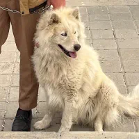 سگ سامویید(هاسکی)