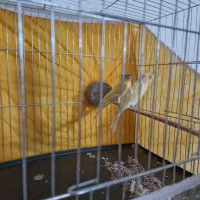 دوجفت قناری|پرنده|کرمان, |دیوار