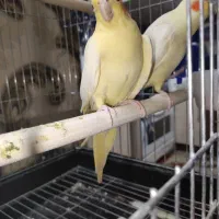 لوتینو زعفرانی مولد کار داده چهار تخم کم نظیر|پرنده|شاهرود, |دیوار