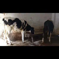 دو عدد گوساله هلشتاین نر