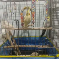 طوطی معاوضه با گوشی|پرنده|الوند, |دیوار