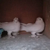 سه عدد کبوترتزیینی