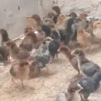 جوجه چهل روزه