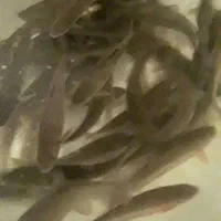 ماهی سیاه زنده رودخانه
