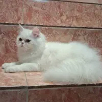 گربه پرشین|گربه|رشت, منظریه|دیوار